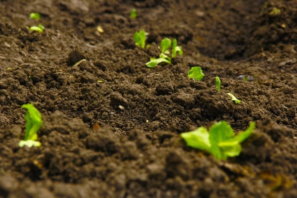 Why Might Soils Rich in Organic Matter Not Be Fertile