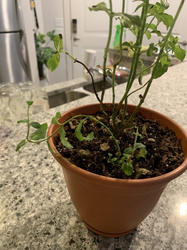 Why does my mint keep dying