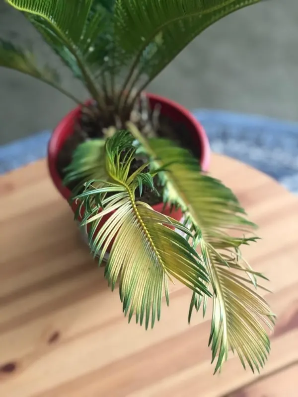 Why is My Sago Palm Turning Yellow 2