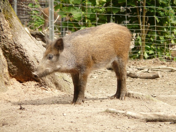 Wild boars What Animals Eat Potatoes