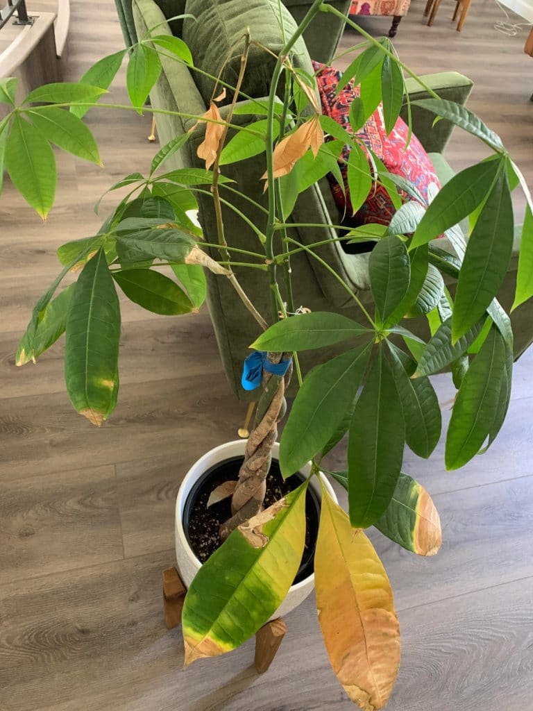 All the new leaves on the money tree are turning yellow and drooping - Why Are the Leaves on My Money Tree Turning Yellow?