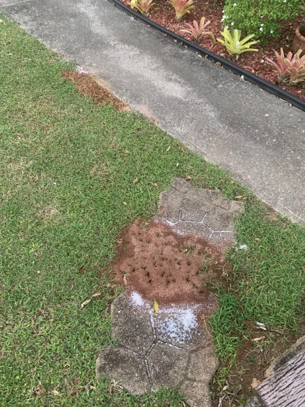 Ant Hills in My Yard - Why Are There So Many Ant Hills in My Yard?