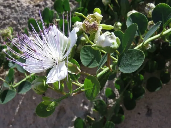 Capers Capparis spinosa Vegetables that start with C