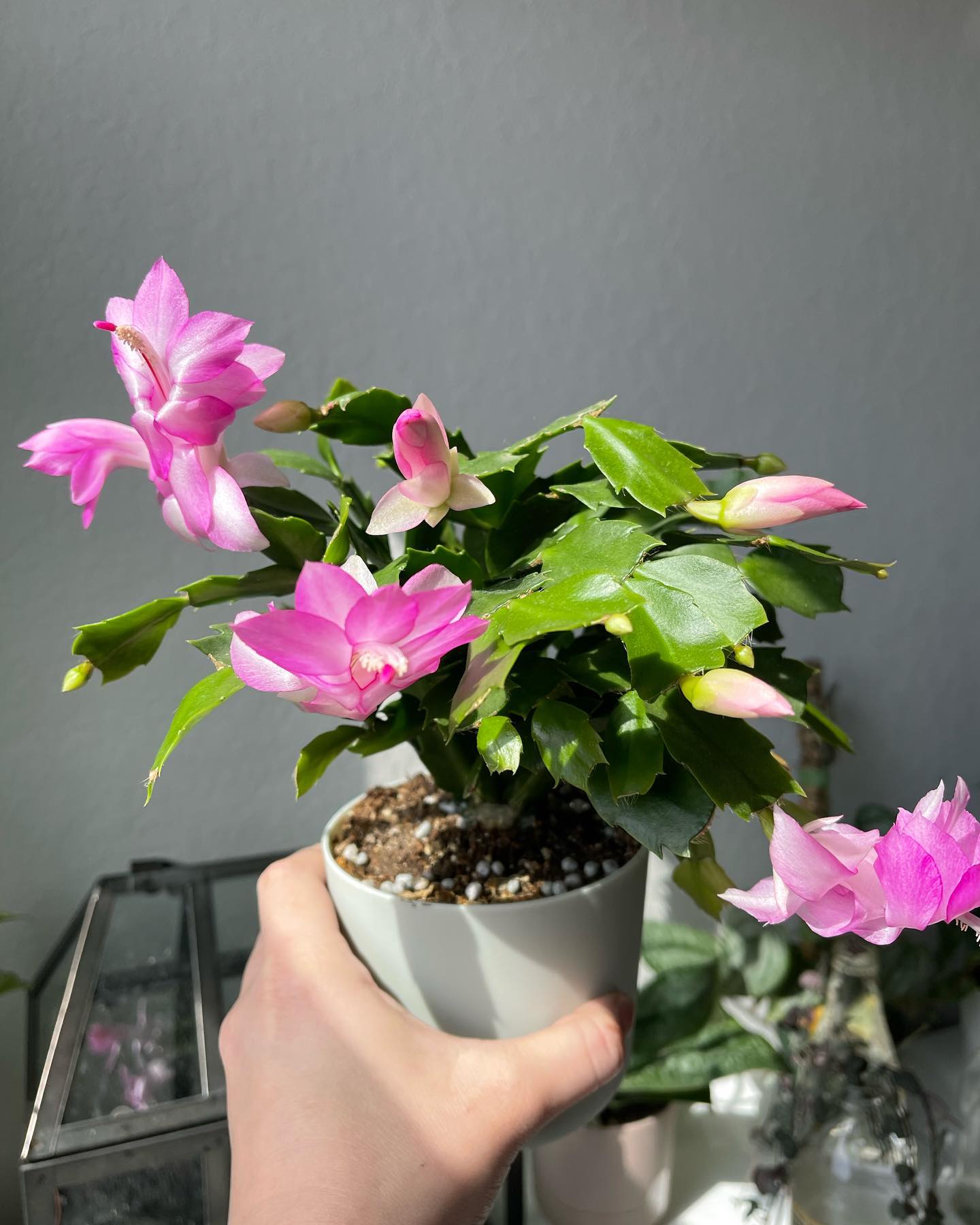 Christmas cactus blooming again with pink flowers - Why is my Christmas cactus dropping leaves?