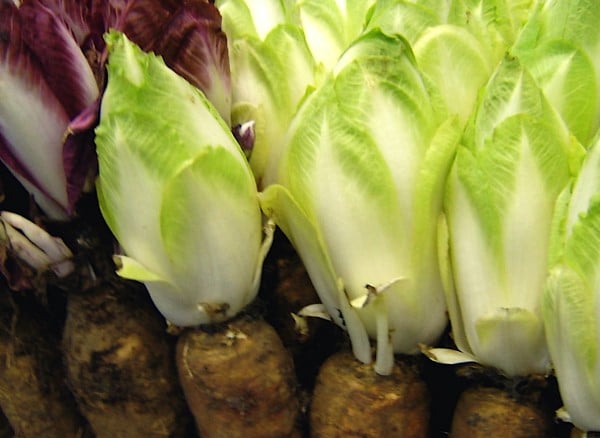 Endive Vegetables that start with E