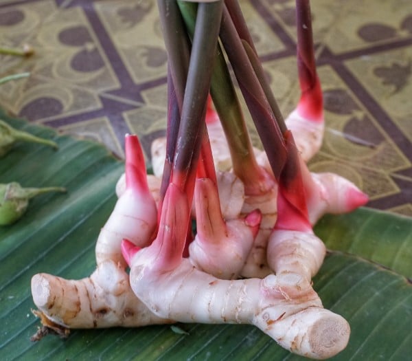 Galangal Vegetables That Start With G