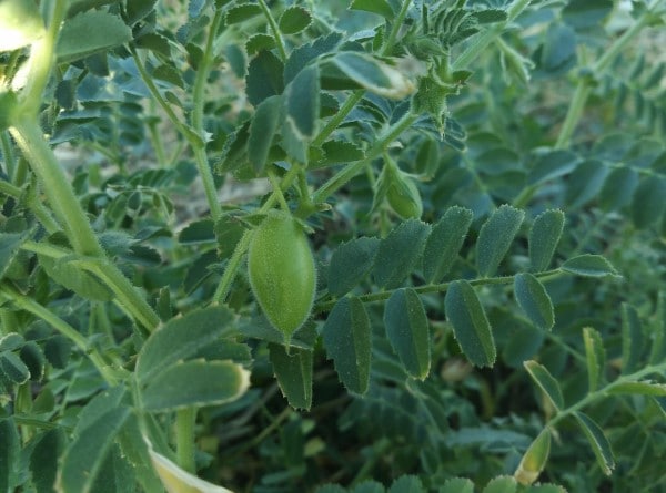 Garbanzo beans Vegetables That Start With G