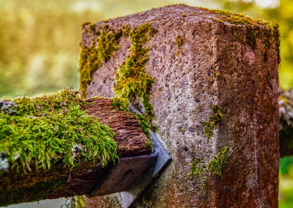 How To Get Rid Of Moss On Concrete