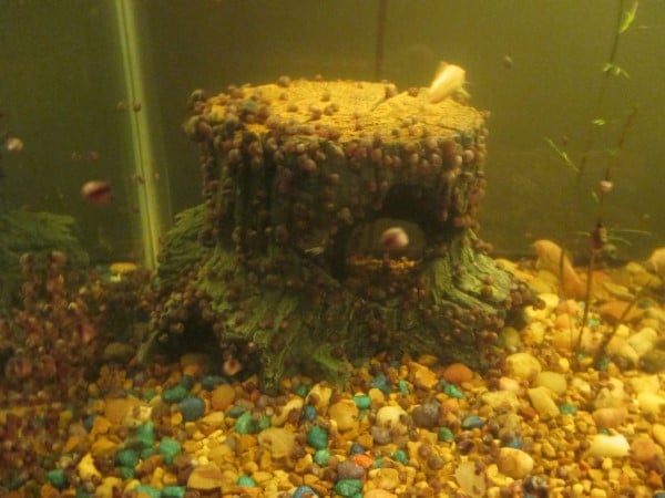 How To Get Rid Of Pest Snails