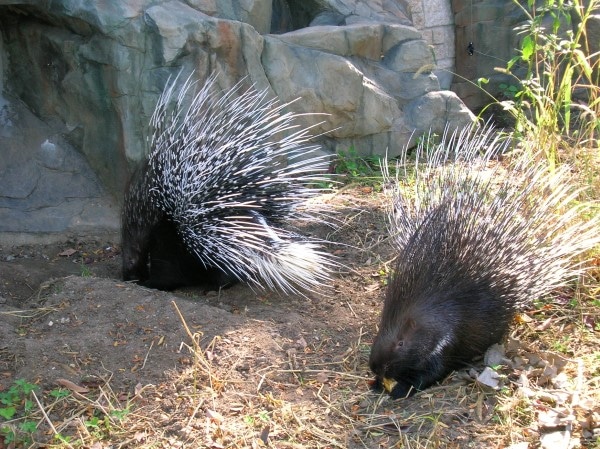 How To Get Rid Of Porcupines