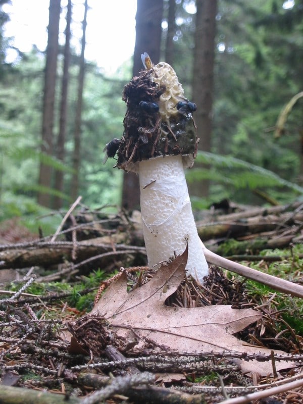How To Get Rid Of Stinkhorn Fungus