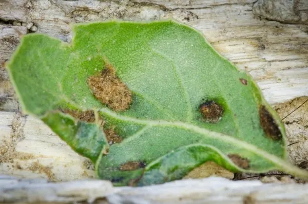 How To Get Rid of Oak Mites 2