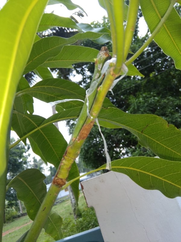 How To Graft A Mango Tree - Batang Tabon