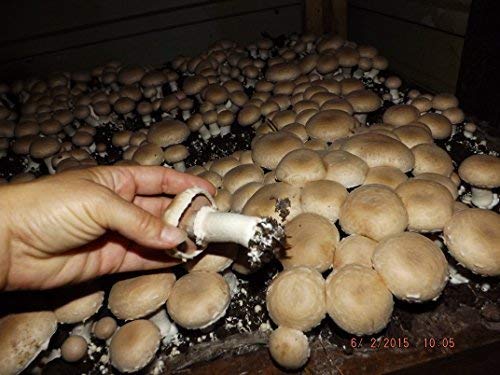 How To Grow Baby Bella Mushrooms