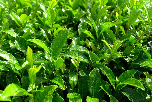 How To Grow Green Tea
