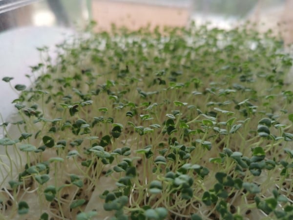 How To Grow Microgreens Without Soil 2