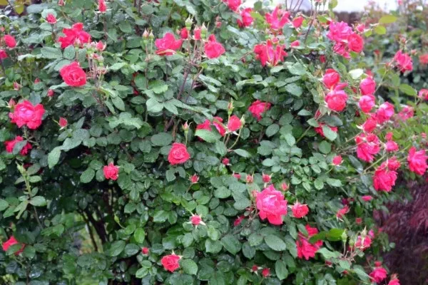 How To Move A Rose Bush without Killing It 2