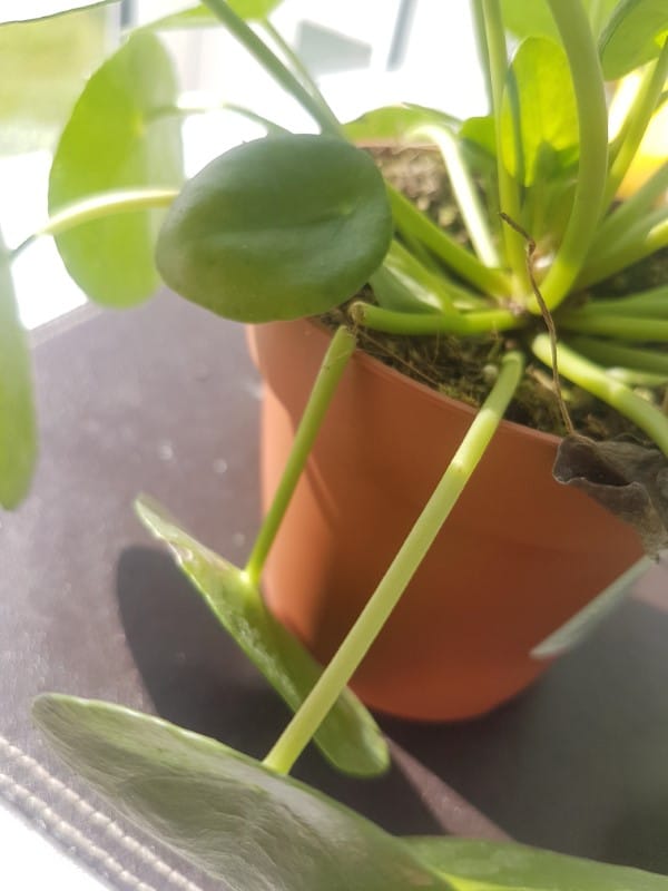 How To Propagate Pilea Peperomioides