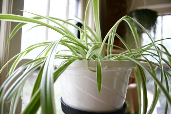 How To Prune A Spider Plant 2