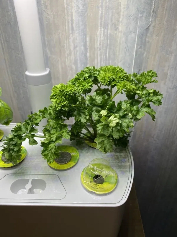 How To Prune Parsley
