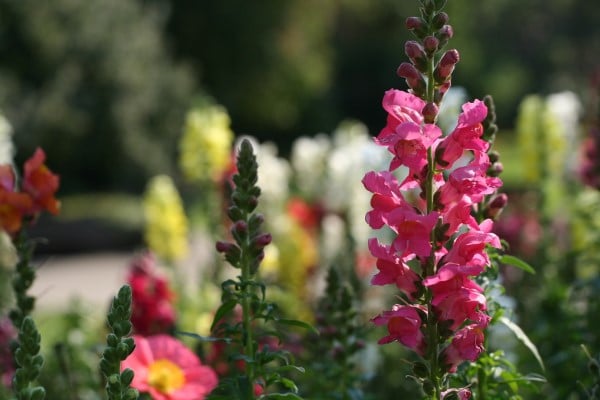 How To Prune Snapdragons