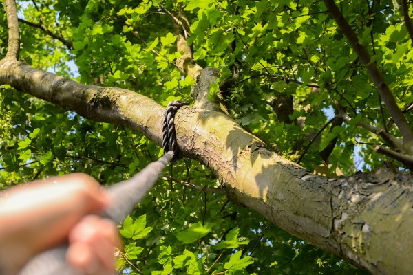 How To Take Down A Tree With Ropes