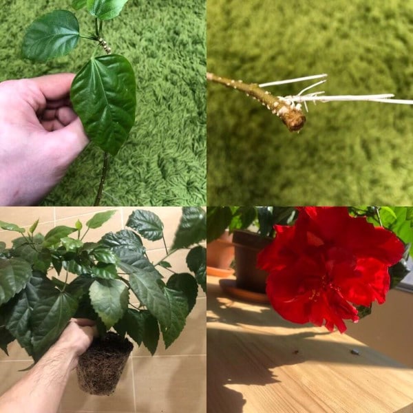 How to Root Hibiscus Cuttings