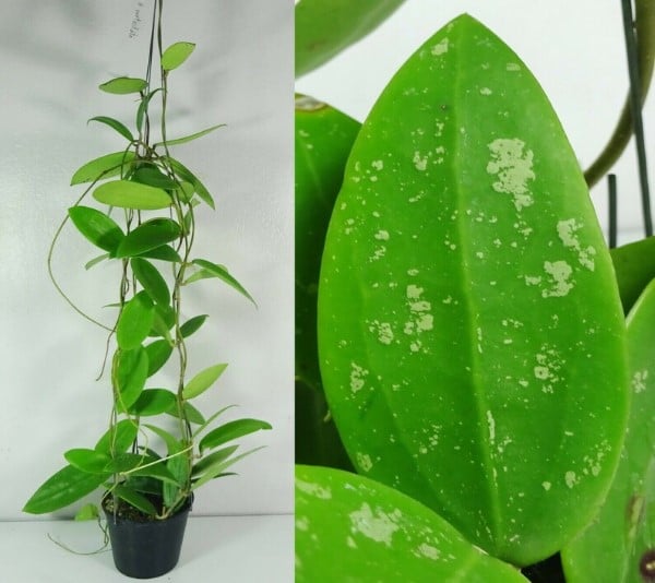 Hoya Verticillata Caring and Propagating 2