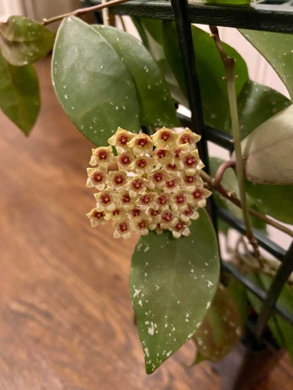 Top 5 Characteristics Of Hoya Walliniana Grow Gardener Blog