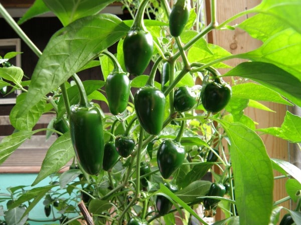 Jalapeno Vegetables that Start with J