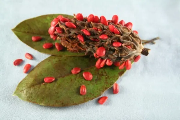 Magnolia Tree Seed Pod How To Grow Magnolia From Seed