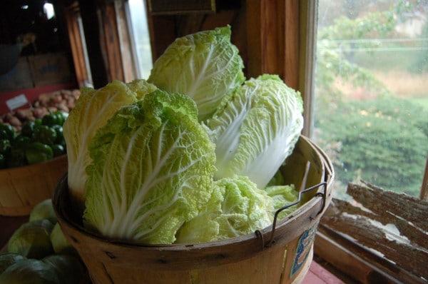 Napa cabbage Vegetables that start with N