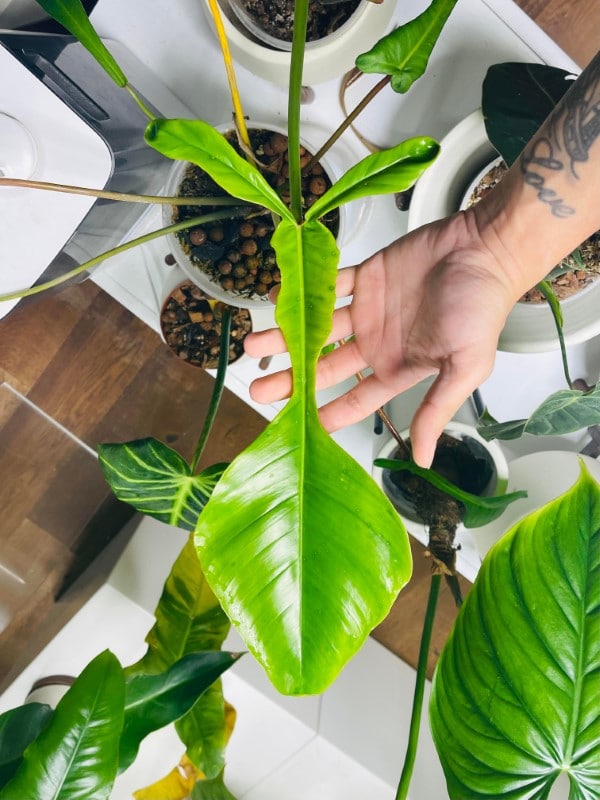 New Philodendron Joepii leaf