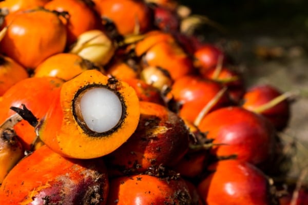 Oil palm Vegetables that start with O 1