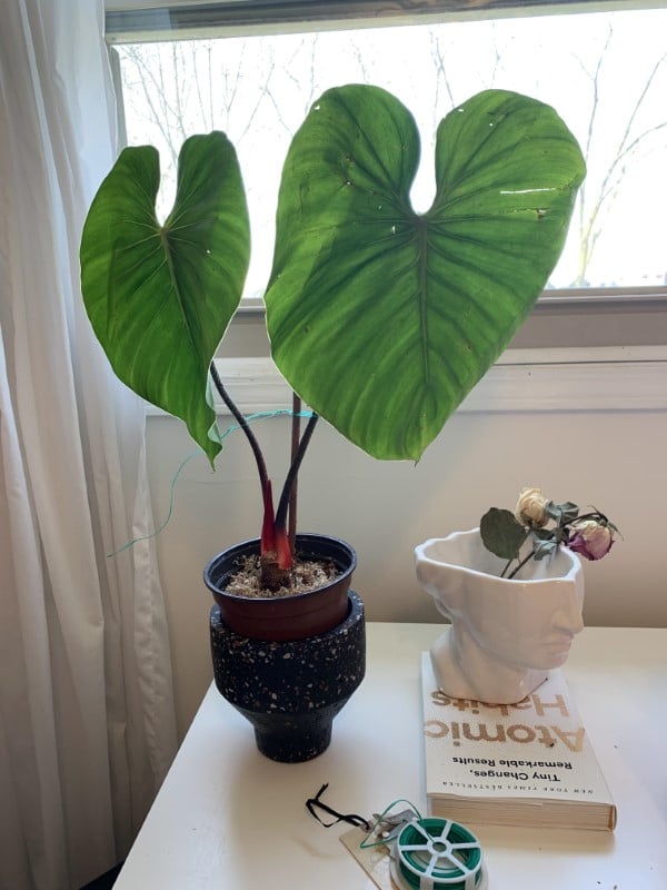 Philodendron Nangaritense – Care & Propagation Tips for 2022