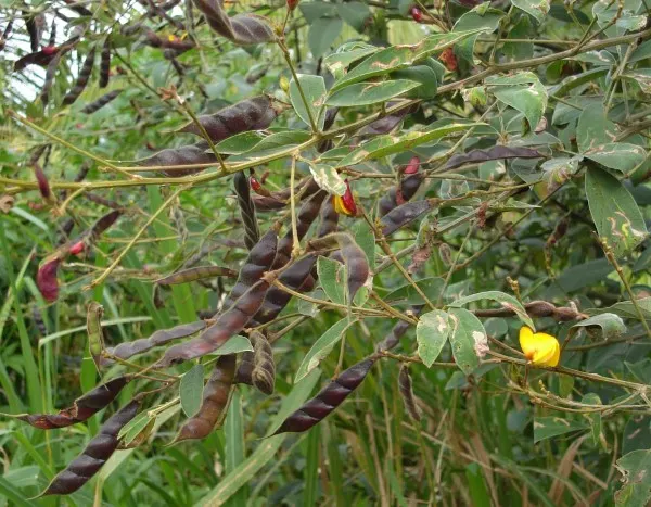 Pigeon pea Vegetables That Start with P
