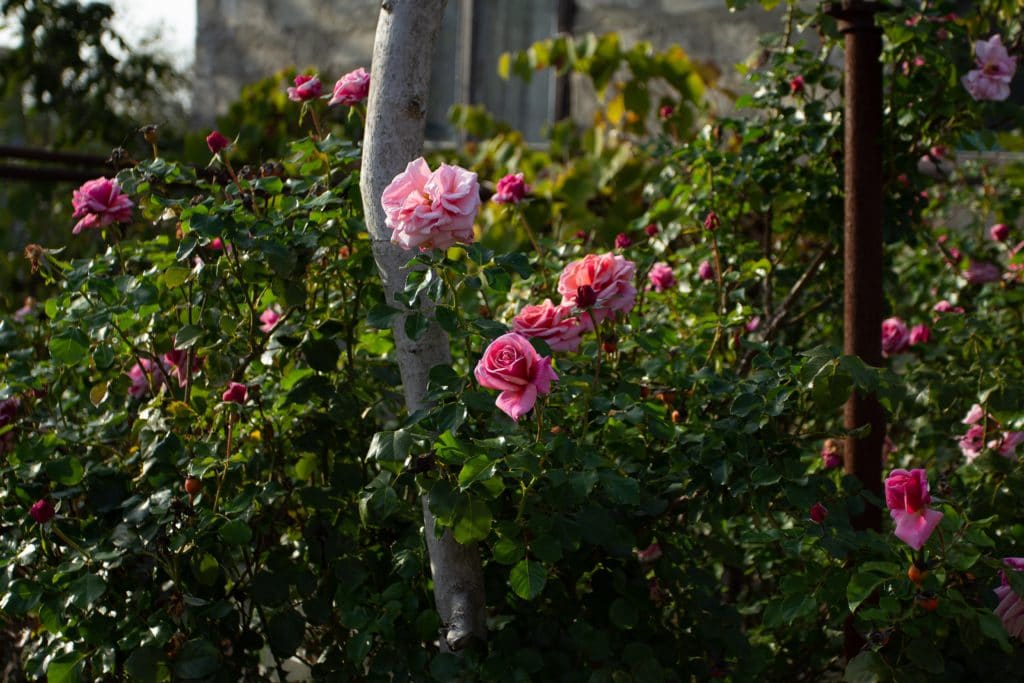 Pink roses in bloom during the daytime - Why are my roses growing so tall?