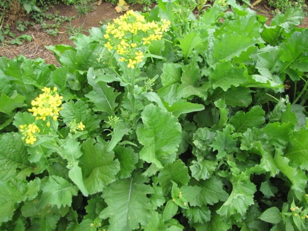Rapini Vegetables that start with R