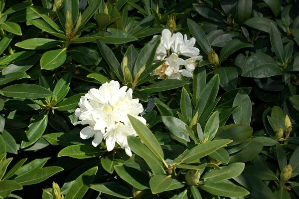 Rhododendron Chionoides