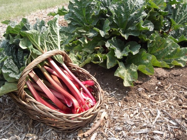Rhubarb Vegetables that start with R