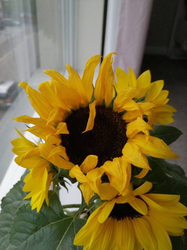 Should I deadhead the main flower How To Deadhead Sunflowers