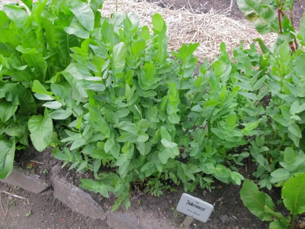 Skirret Vegetables that start with S