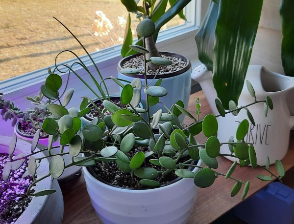 String of Coins Plant