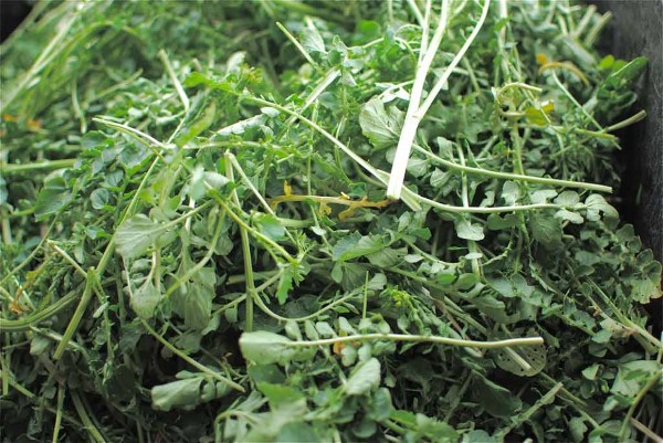 Upland Cress Vegetables That Start with U