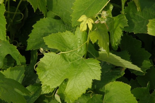 Vine leaves Vegetables That Start with V