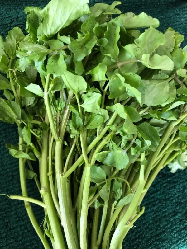 Watercress Vegetables That Start with W