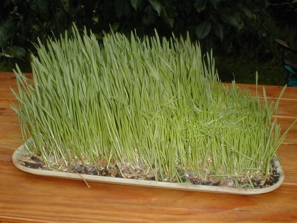 Wheatgrass Vegetables That Start with W