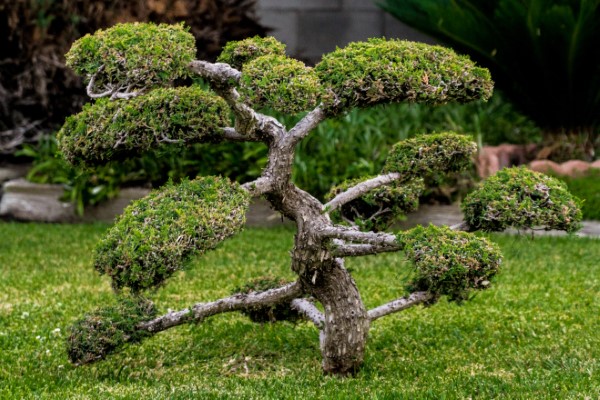 Why Are Bonsai Trees So Expensive 2