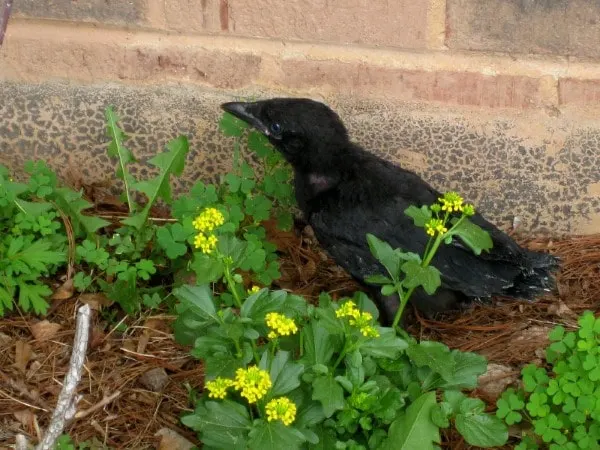 Why Are Crows in My Yard
