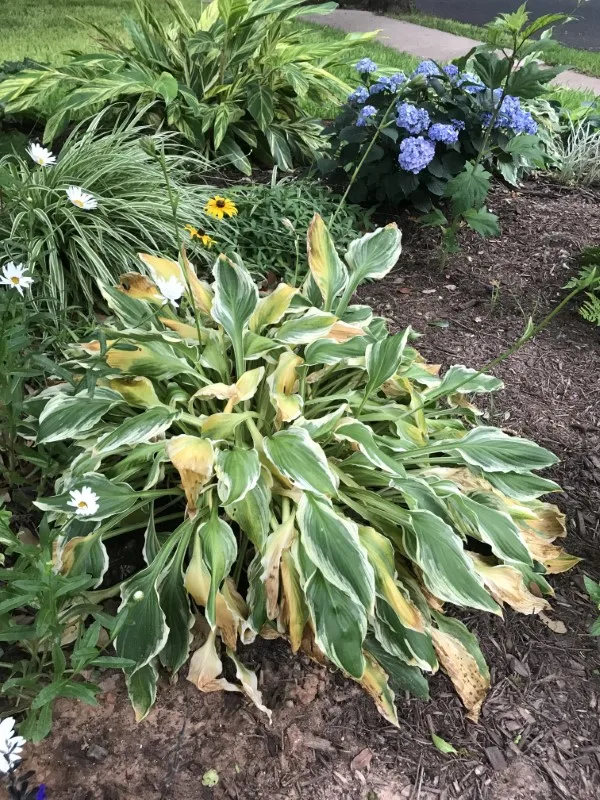 Why Are My Hostas Turning Yellow 2
